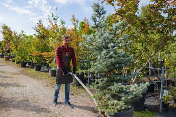 Anoka, MN Tree Removal and Landscaping Services Company